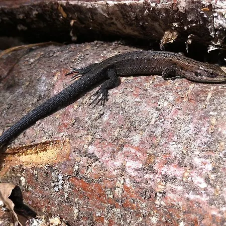 Agropensjonat Stręgielek