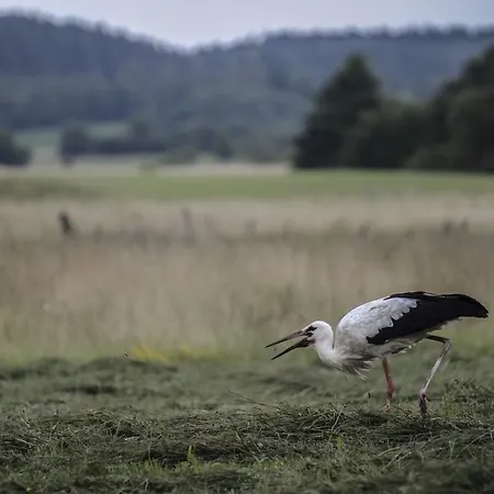 منزل للإقامة Agropensjonat Stręgielek